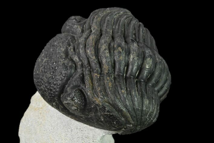 Bargain, Enrolled, Pedinopariops Trilobite - Mrakib, Morocco #137587